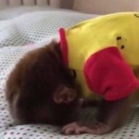 monki.. (@newmonkiz) 's Twitter Profile