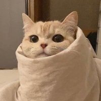 i (@_nyanpen) 's Twitter Profile