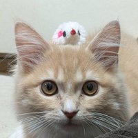 Yz@💪+🎸+🐱 (@yz3939831) 's Twitter Profile