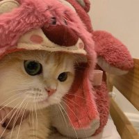 别做懒狗,更不能做舔狗 (@0xcey) 's Twitter Profile