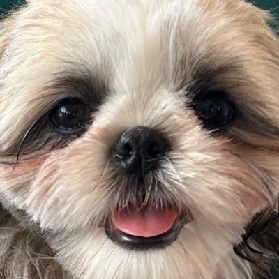 boku_tyra's profile picture. ハロー🤘シーズーのティラのしんです！ 肋骨が1本ない 小さめシーズー / 24.11月生まれ🐶