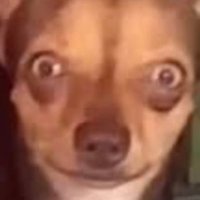 🪦 (@tik4nnab1s) 's Twitter Profile