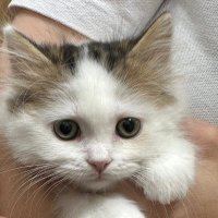 猫吉 (@fwb0h) 's Twitter Profile