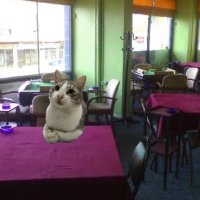 Çenesiz (@cpembedudak) 's Twitter Profile