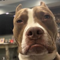 Fyle (@fylexd) 's Twitter Profile