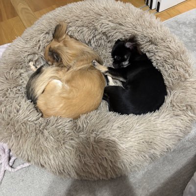 yuka11131204's profile picture. ジンくんが好き(〃´-`〃)♡ あつ森好き♡可愛い家族も増えました🐕チワワ♡