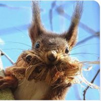 Claire (@claire_squirrel) 's Twitter Profile Photo Claire (@claire_squirrel) 's Twitter Profile Photo