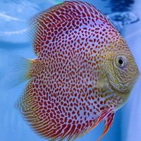 REDFISH (@moga_bahagia) 's Twitter Profile Photo REDFISH (@moga_bahagia) 's Twitter Profile Photo
