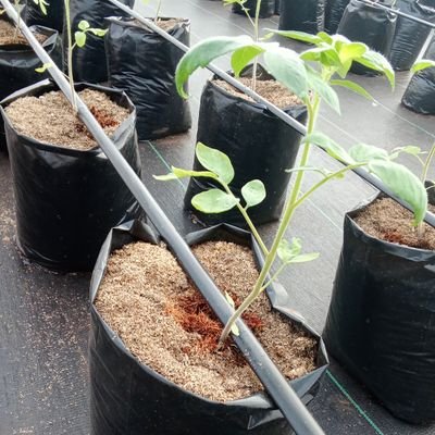 Experienced Farmer | Crop Specialist | Greenhouse Constructor | Agronomist (B.Agric in view) | Sustainable Agriculture Advocate | Soilless Farm Lab Graduate |