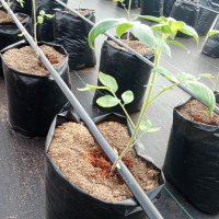 Adedokun Abdullahi A. (@farmeradetech) 's Twitter Profile
