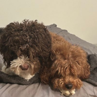 LilJesus23's profile picture. Day dreamer & dank memer