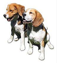 Get your dog training tips from someone who trains them for movies,television and commercials
