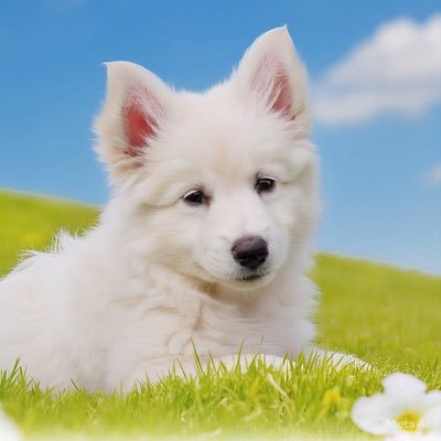 jossyboybig51's profile picture. Web3 Enthusiast | Meme Coin lover | Exploring the intersection of crypto, memes, and community building😎