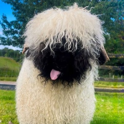 gallo72004's profile picture. 