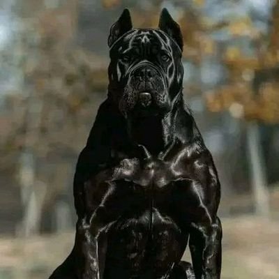 EmmanuelSa83795's profile picture. 