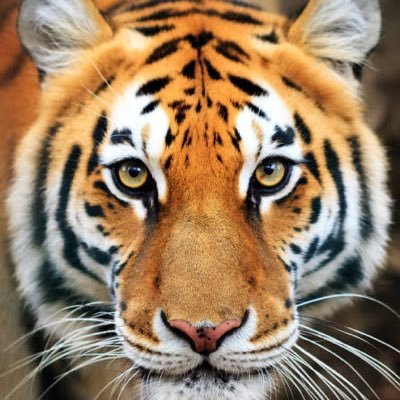 ireyann's profile picture. 