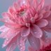 金🌺 (@goldflowers34) Twitter profile photo 金🌺 (@goldflowers34) Twitter profile photo
