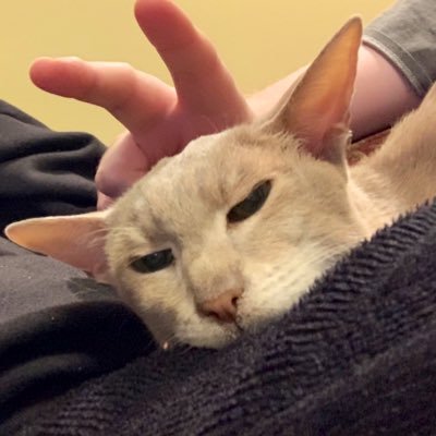 bridez42's profile picture. i just wanna get home and watch my shows. bob dylan enthusiast