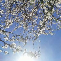 GÜLSEN VATANSEVER🇹🇷RTE (@gl76015408) 's Twitter Profile