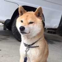 柴犬のザッキー (@2_t3590) 's Twitter Profile