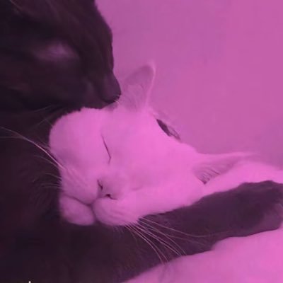 Smoking for ? F/A // flat earther, cat lover, level 2487 on candy crush, fortnite silver3, fallout nerd ♡ @awakeVAL