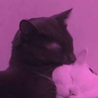 awake (@awakeval) 's Twitter Profile