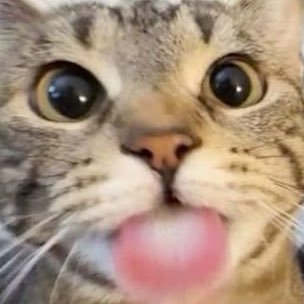 SnowlyCrocmou's profile picture. 