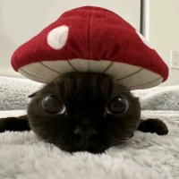 hami | Editor (@h4miedits) 's Twitter Profile