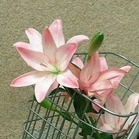 mar (@553pdf) 's Twitter Profile