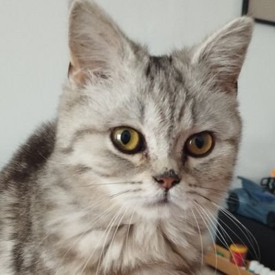 theMemeCruk (balatro's arc) Profile