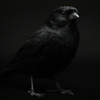 كناري في البراري (@knaryx) 's Twitter Profile