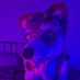 Milo_AD 🔞🐾 🔜 Awoostrie and EF (@milo_is_horny) Twitter profile photo Milo_AD 🔞🐾 🔜 Awoostrie and EF (@milo_is_horny) Twitter profile photo
