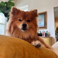 Violet Logan (@violetlogandc) 's Twitter Profile