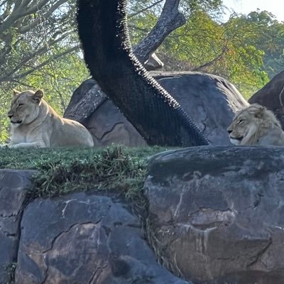 tonyboloni305's profile picture. US Army 1SG