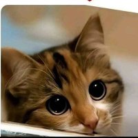 Susana Arapi (@susyarapi) 's Twitter Profile Photo Susana Arapi (@susyarapi) 's Twitter Profile Photo