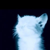 wicked (@roro__ramos) 's Twitter Profile
