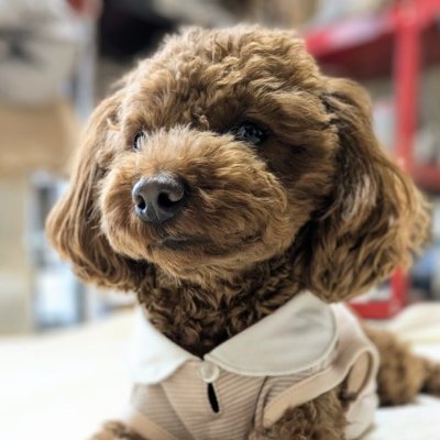 私は動物が大好きなので、動物についてツイートすると幸せになります。DM はすべてすぐに返信します。お気軽にフォローしてください。ありがとうございます