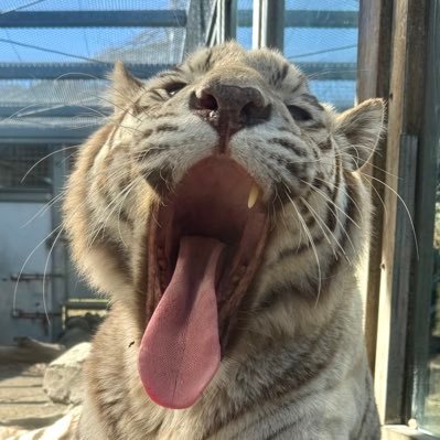 umedayo_animal's profile picture. 基本動物垢ですが不意にウザめのポストをすることがあります⚠️全ての動物が愛しい人です🌳無言フォロー失礼します🙇‍♀️ポストした画像の無断使用はお控えください⚠️このアカウントをフォローしてる方は早急な解除をオススメします。