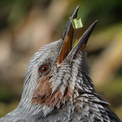 弐寺DPやってます ID:62928854 広島で野鳥を撮ったりする 野鳥インスタ→ https://t.co/4Gb8PiSwR4