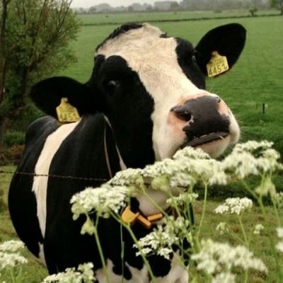 nandakes's profile picture. Sou a Nanda. Gosto de história sobrenatural, teoria da conspiração e fuxico, fofoca, futrico. E Minas, claro. 🔺