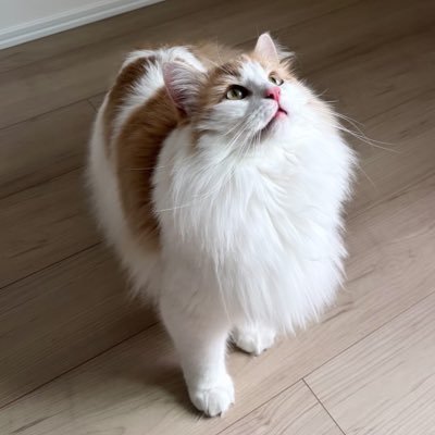 neruru______'s profile picture. 猫に邪魔されながら編みます🍀*゜ノルウェージャンフォレストキャット🐈 ♡→動物/編み物/ビーズクロッシェ 編み物アカフォローします🧶