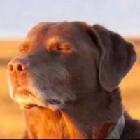 dat one dude frl (@dat_dude_frl) 's Twitter Profile