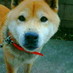 abe_masa (@abe_masa) Twitter profile photo