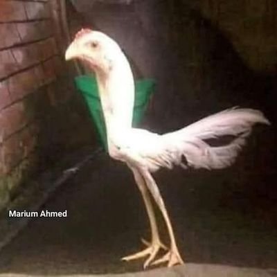 سجلي
يا صفحة الأمجاد عنا…
واحجزي
مقعادنا فوق الطوايل..
ان صعدنافوق
ذا المعتاد منا..
ومن سعى للعز
يرقى كل طايل…