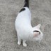 猫が尊い (@7vmlahs9bze21mk) Twitter profile photo 猫が尊い (@7vmlahs9bze21mk) Twitter profile photo