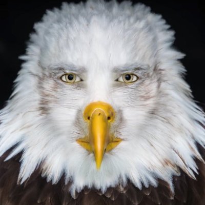 morkvooga7's profile picture. 