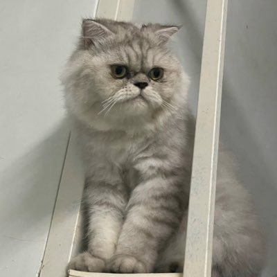 HaDuy55292635's profile picture. Làm gì mình thích