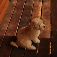 Basilica Bloom🌿 (@basilicabloom) 's Twitter Profile