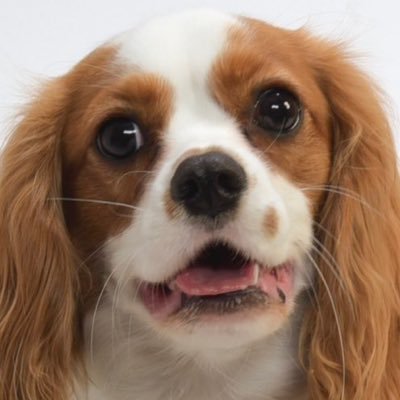2024.3.27生まれ 甘えん坊な箱入り娘🐶 名前はネモフィラから なのでイメージカラーは水色🩵 記録用にやっています