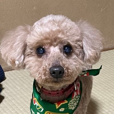 横アリのTONE初日を娘と見てからの 東方神起ファン。ユノを尊敬するチャミペンです❤️ 無言フォローをお許しください。#WeareT_Letsholdhands #チャミ前髪愛好会